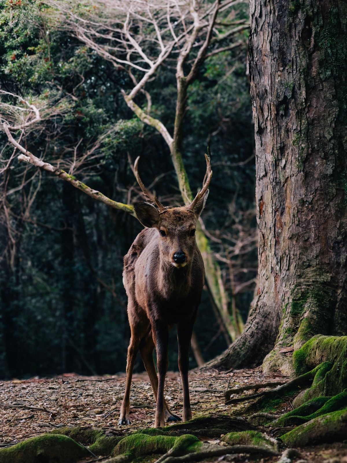 A deer in the forest of Nara Park