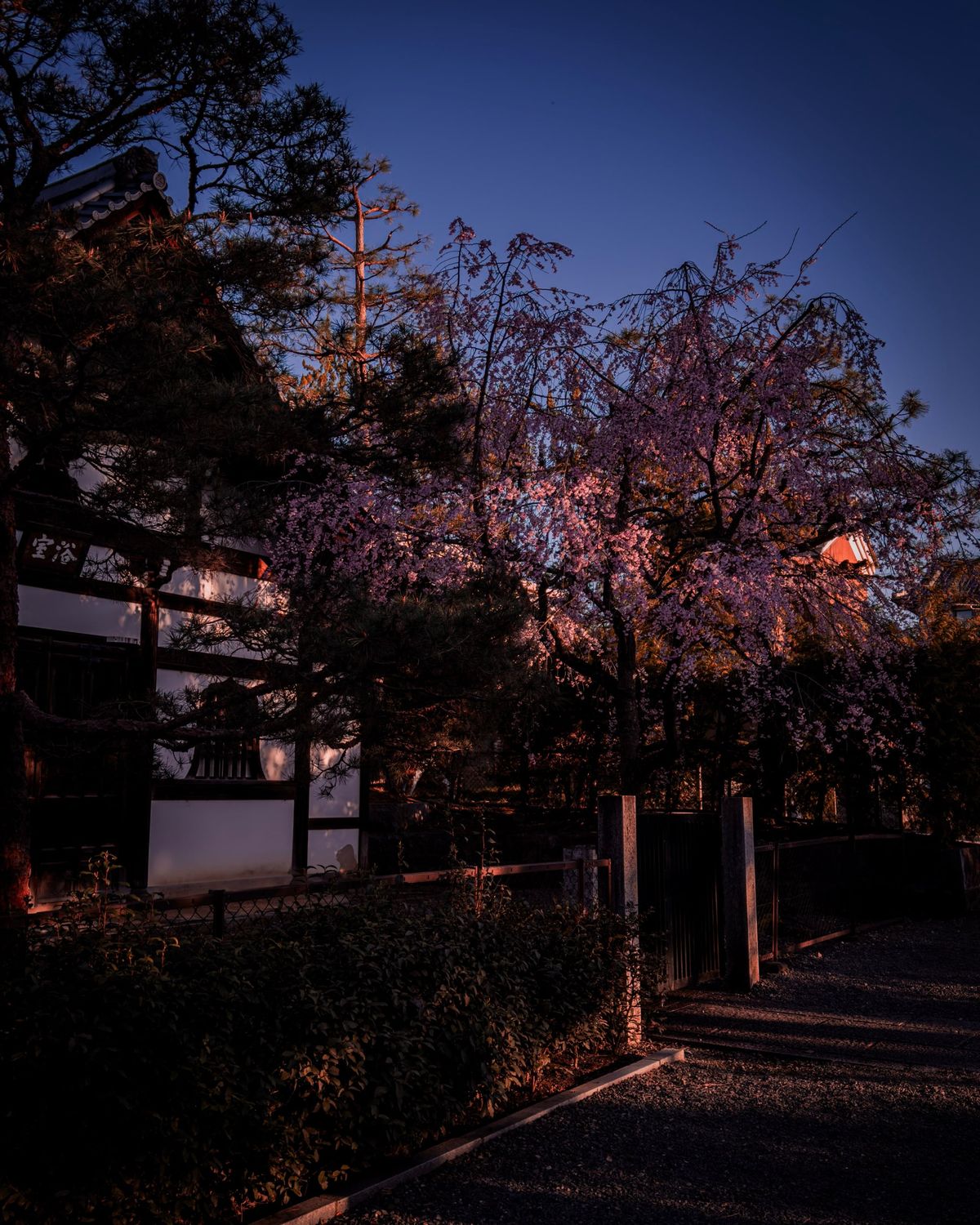 A weeping cherry tree beside a traditional building at dusk