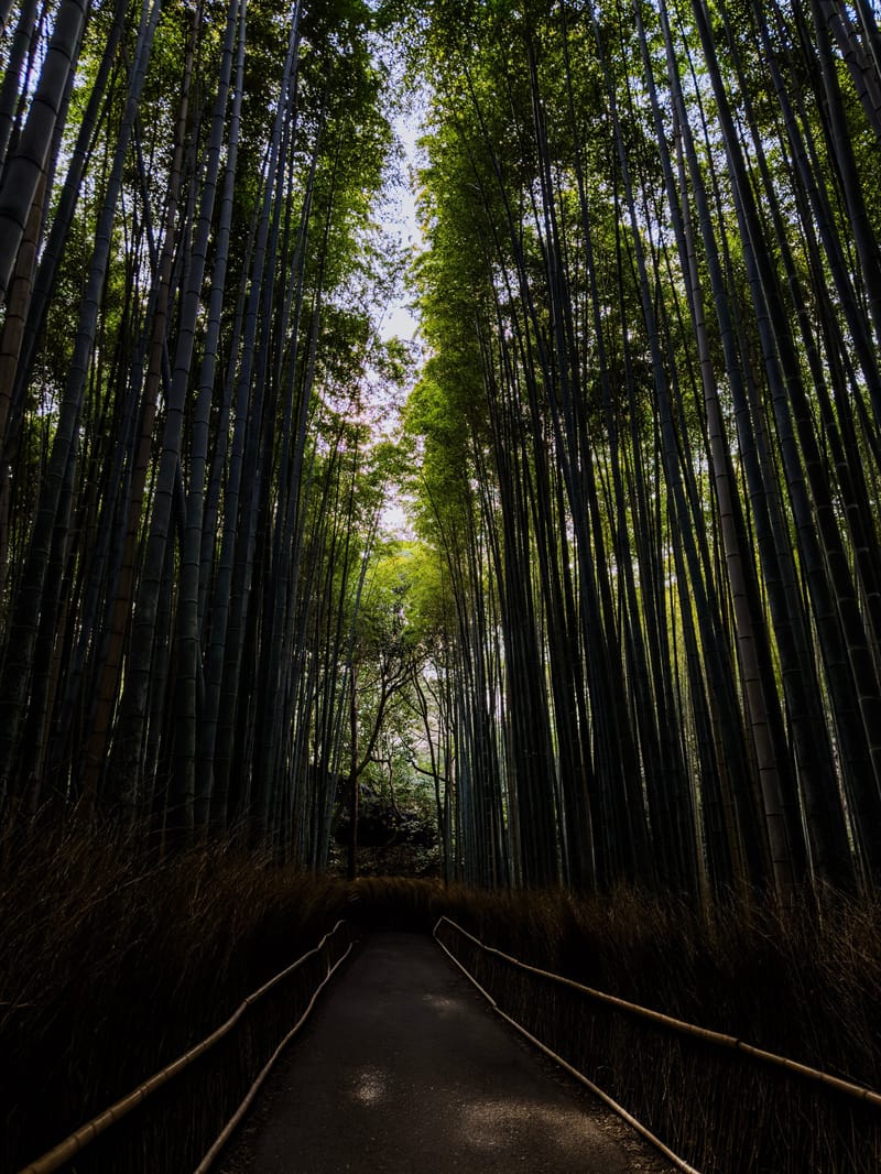 Experience the serene beauty of Kyoto's iconic Arashiyama Bamboo Grove in this tranquil scene.