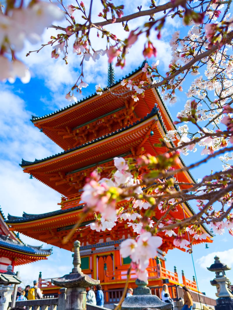 A red three-storey pagoda seen through cherry blossom branches under a blue sky.