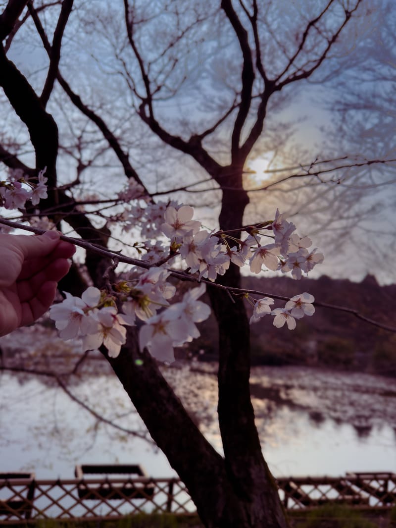 A hand holds a cherry blossom branch in front of a lake at sunset.