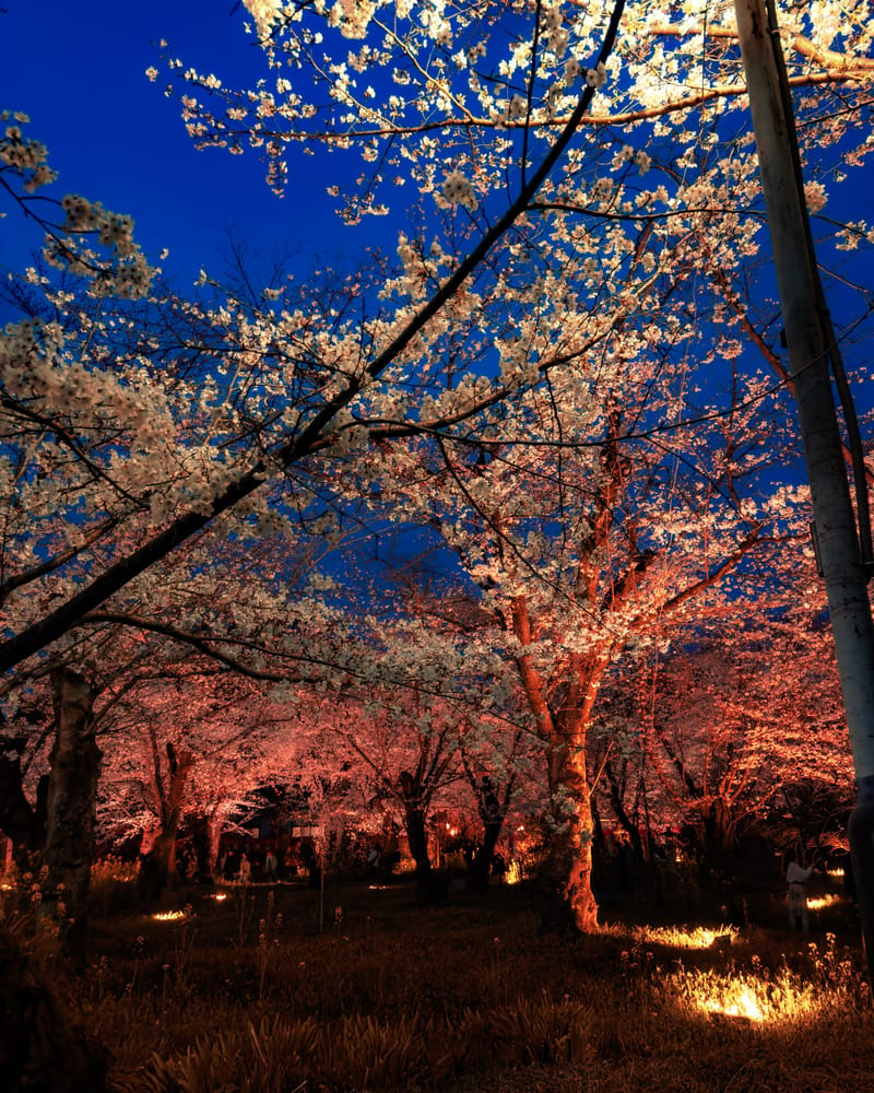Cherry trees lit from below glow against a deep blue night sky.