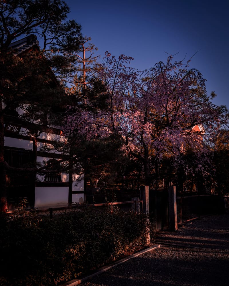 A weeping cherry tree beside a traditional building at dusk.