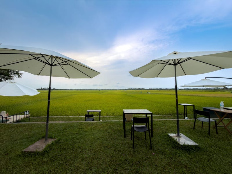 Co-working umbrellas and tables on a lawn facing green rice fields.