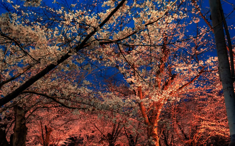 W13. Sakura week.